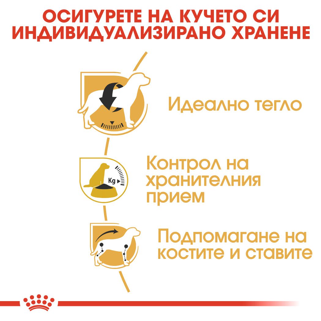 RC-BHN-Beagle-CV-Eretailkit-3﻿-bg_BG