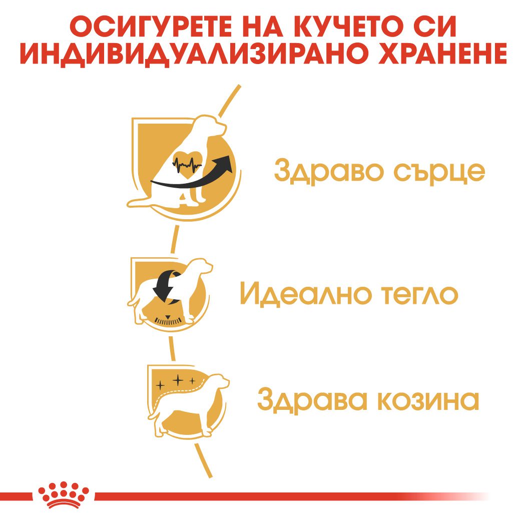 RC-BHN-CavalierKingCharles-CV-Eretailkit-3﻿-bg_BG