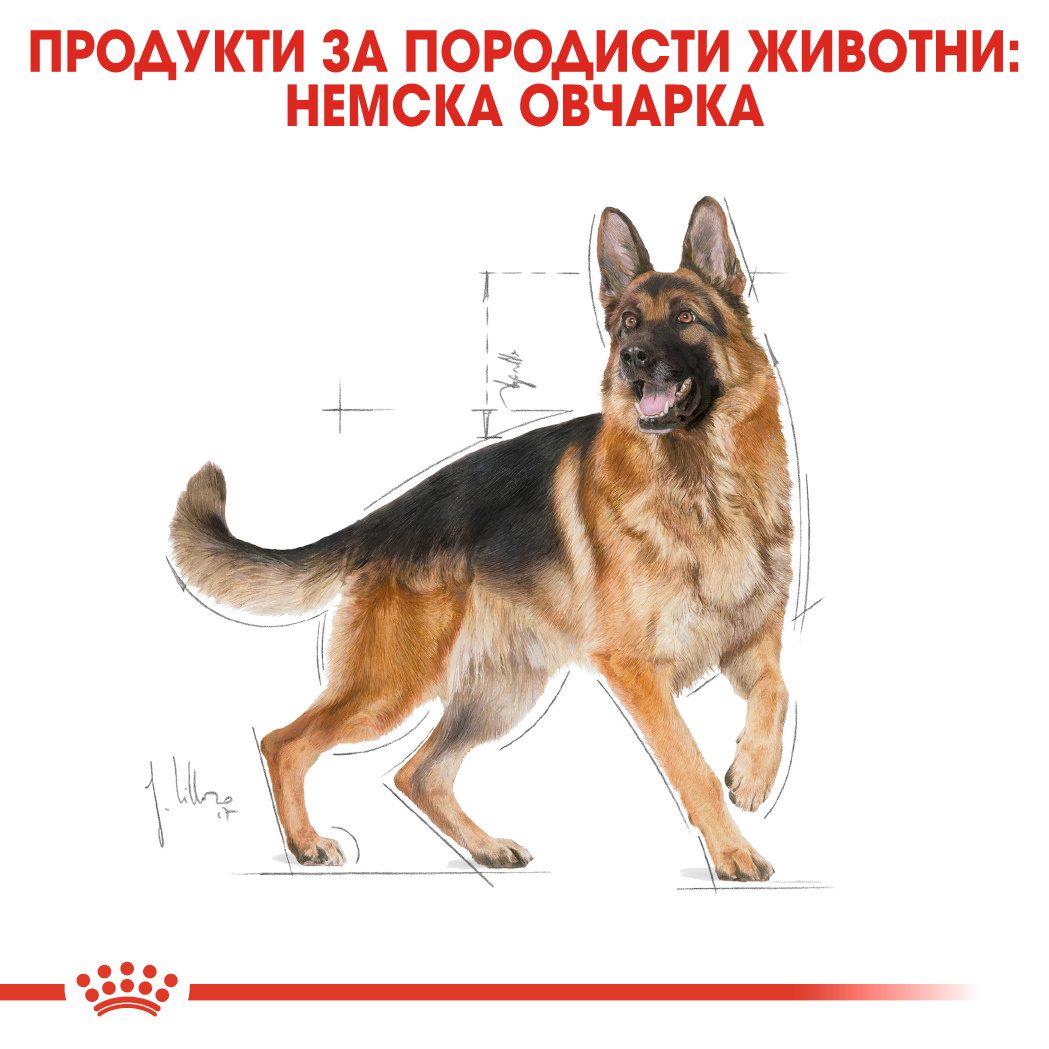 RC-BHN-GermanShepherd-CV-Eretailkit-1﻿-bg_BG