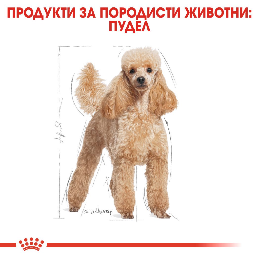 RC-BHN-Poodle-CV-Eretailkit-1﻿-bg_BG