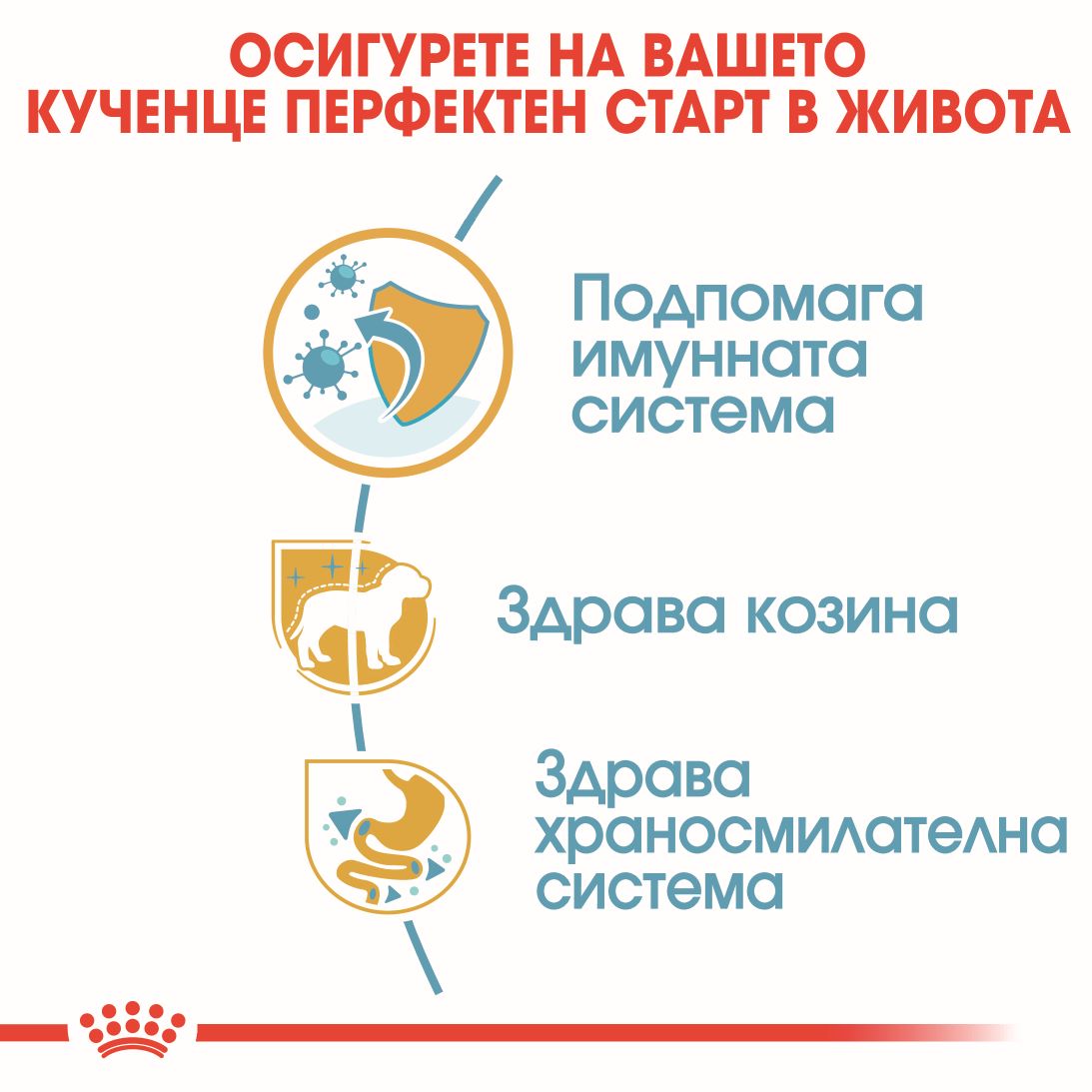 RC-BHN-PoodleJunior-CV-3-bg_BG