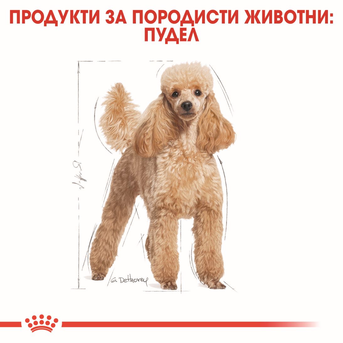 RC-BHN-PoodleWet-CV-Eretailkit-1-bg_BG
