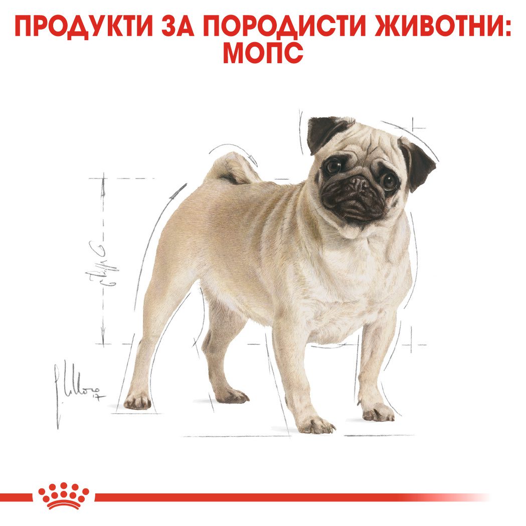 RC-BHN-Pug-CV-Eretailkit-1﻿-bg_BG