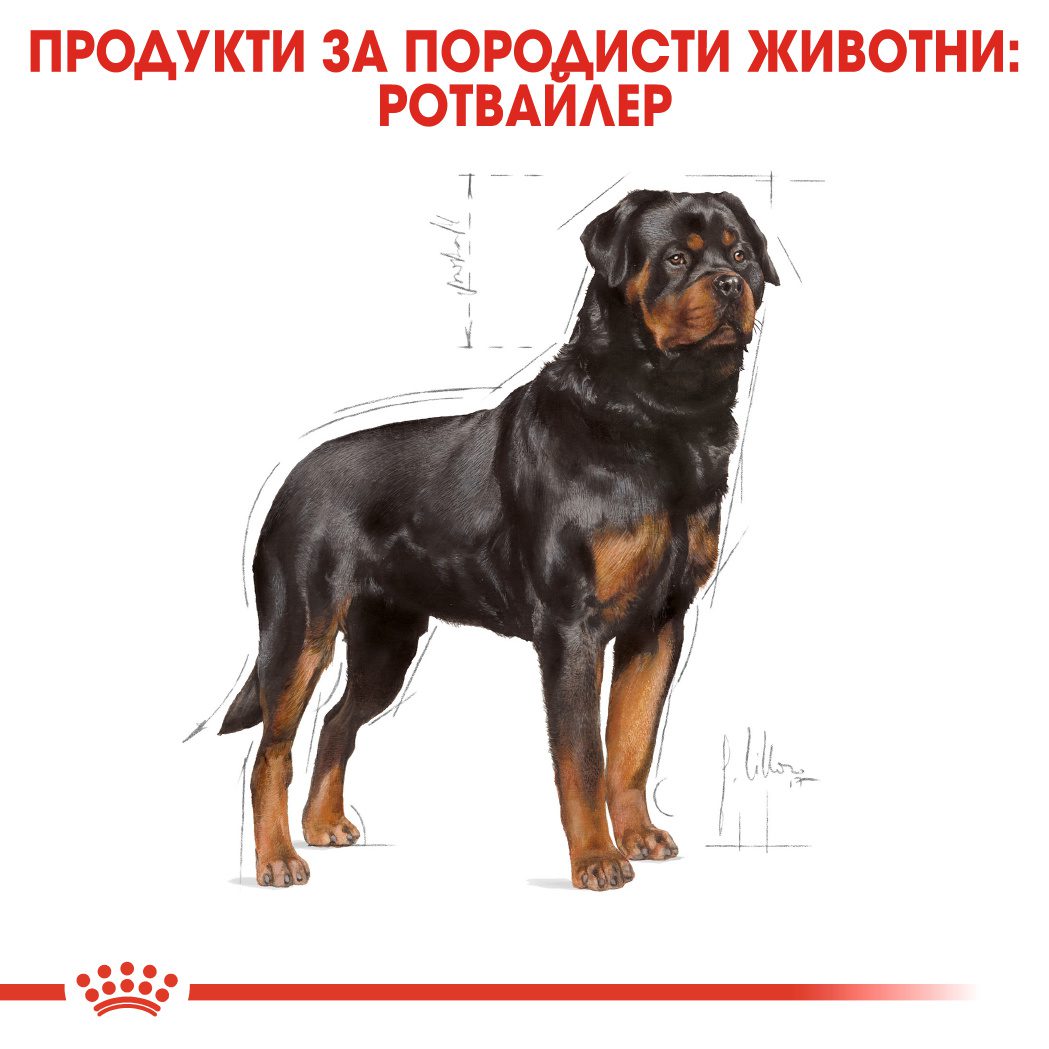 RC-BHN-Rottweiler-CV-Eretailkit-1﻿-bg_BG