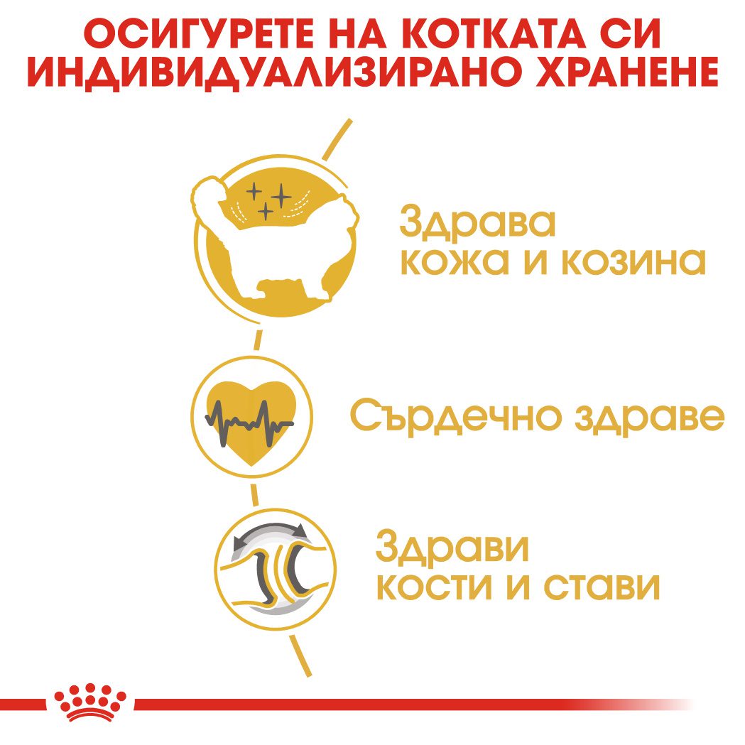 RC-FBN-Ragdoll-CV-Eretailkit-3﻿-bg_BG