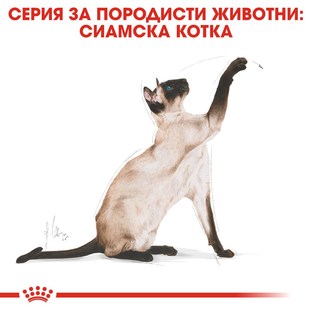 RC-FBN-Siamese-CV-Eretailkit-1﻿-bg_BG