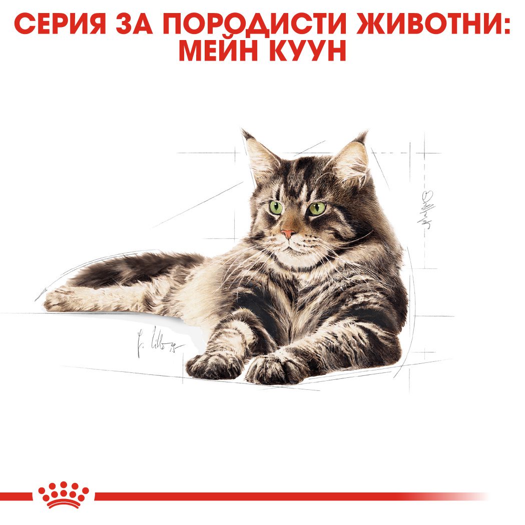 RC-FBN-Wet-MaineCoon-CV-Eretailkit-1﻿-bg_BG
