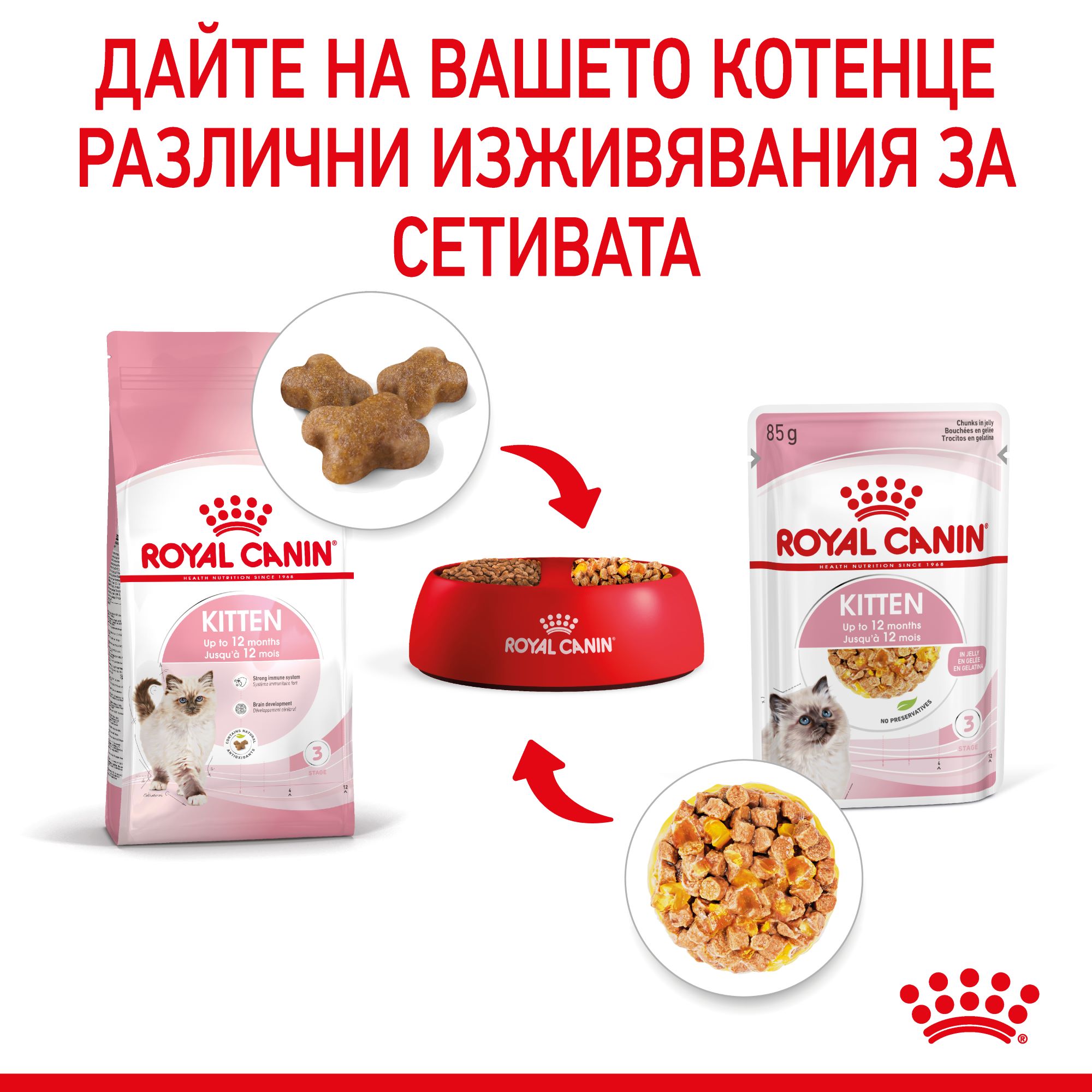 RC-FHNW-KittenInstinctiveCij-CV-4-bg_BG