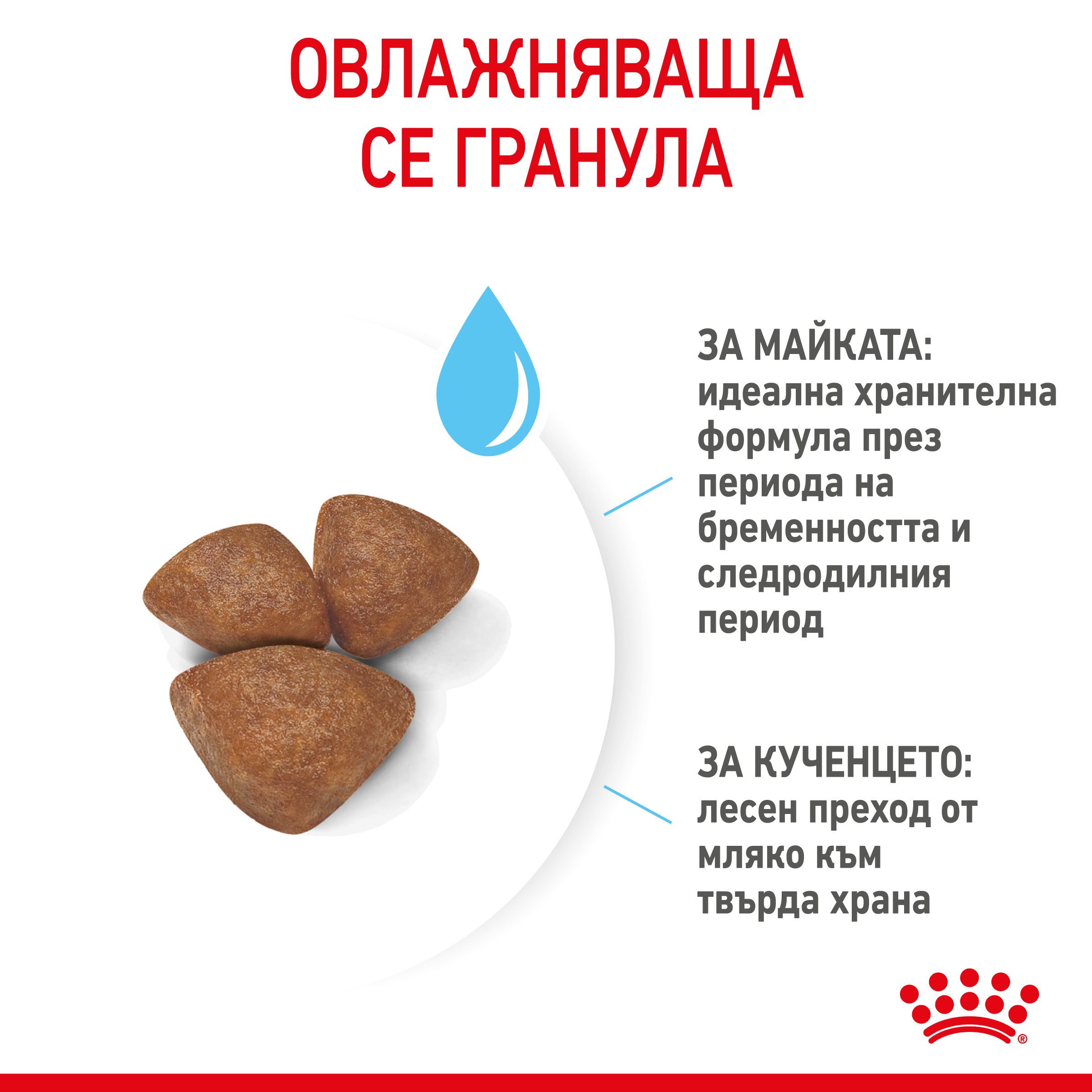 RC-SPT-DRY-MiniStart-CV-4-bg_BG