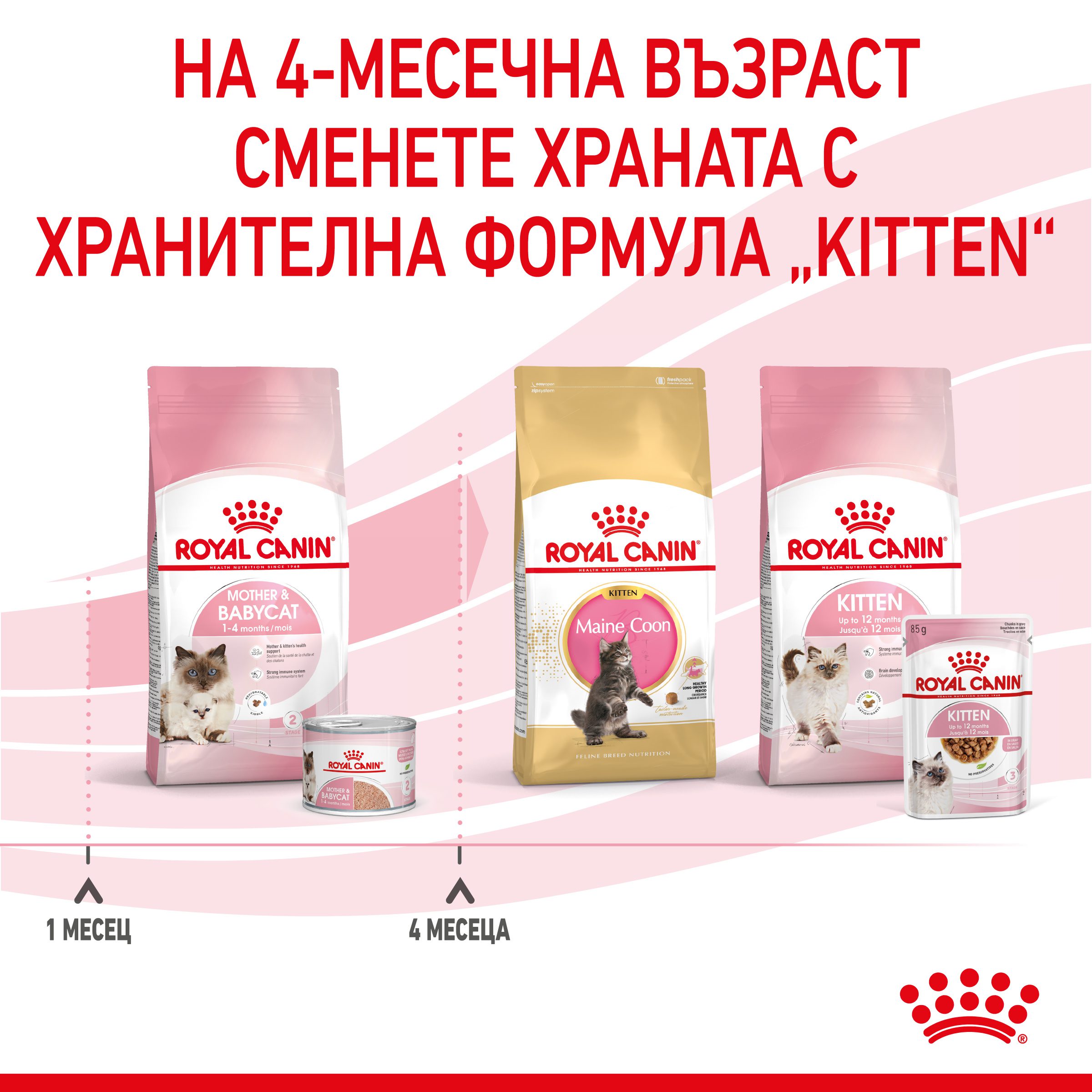 RC-SPT-WET-Babycat-CAN-CV-8-bg_BG