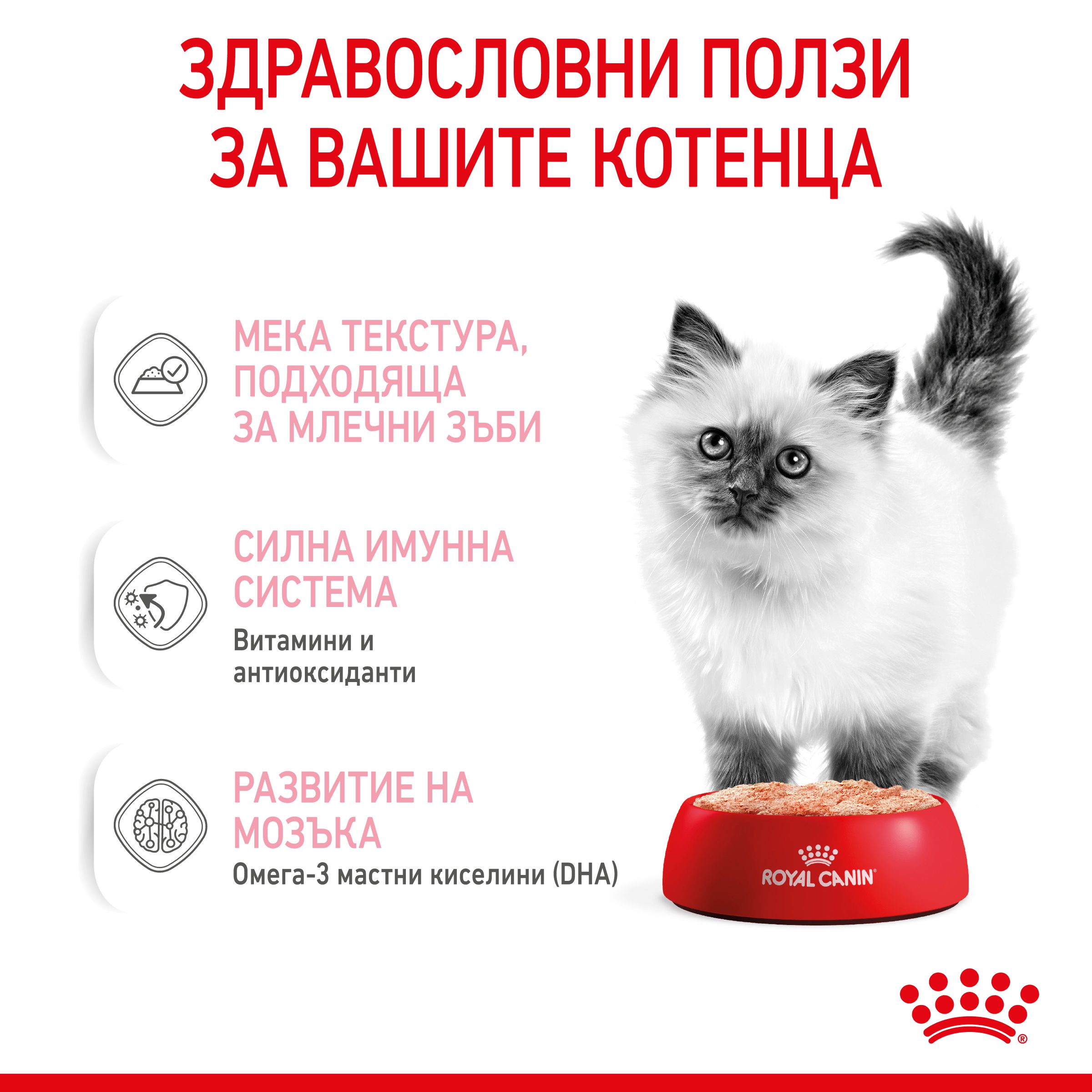 RC-SPT-WET-Kitten-LOAF-CV-3-bg_BG