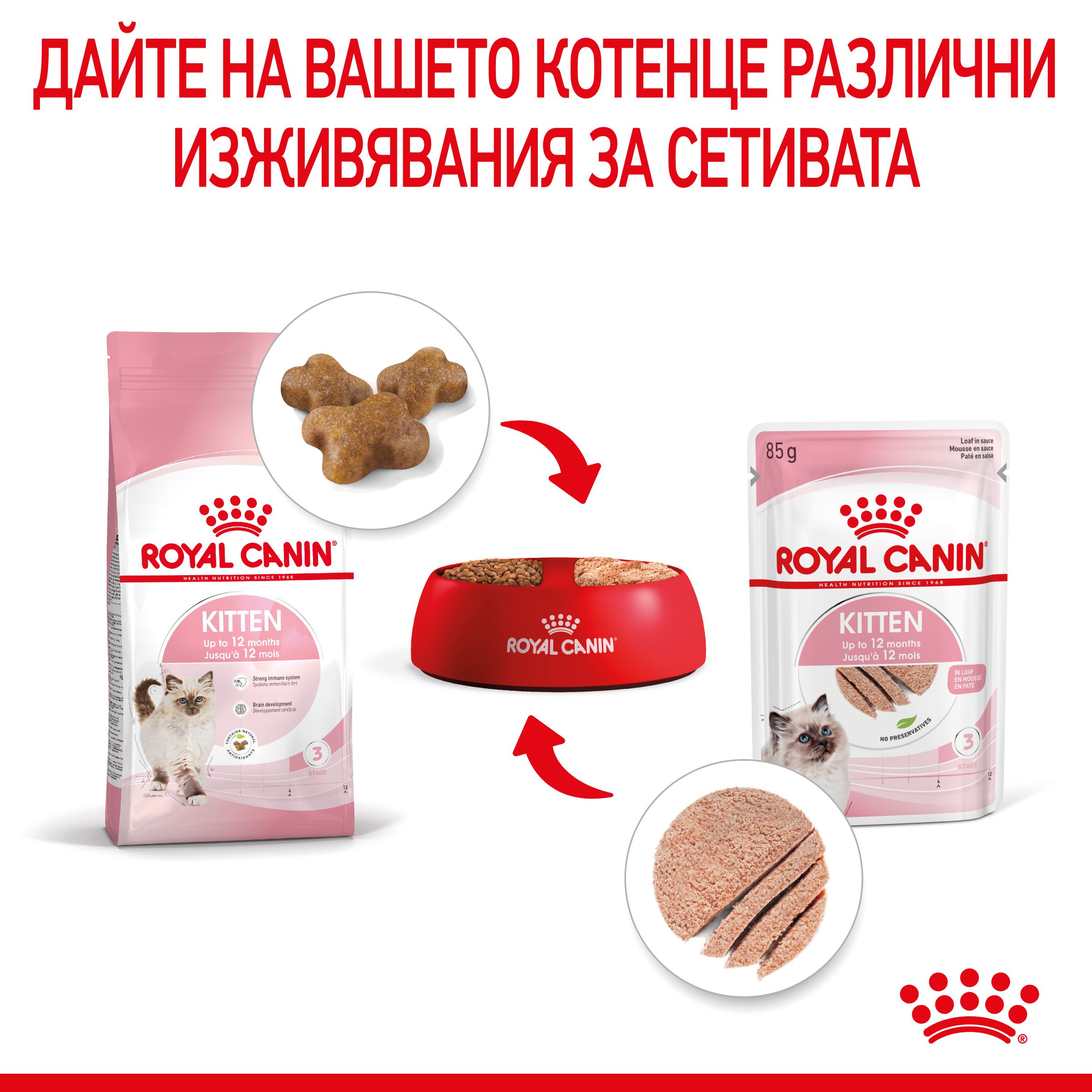 RC-SPT-WET-Kitten-LOAF-CV-4-bg_BG