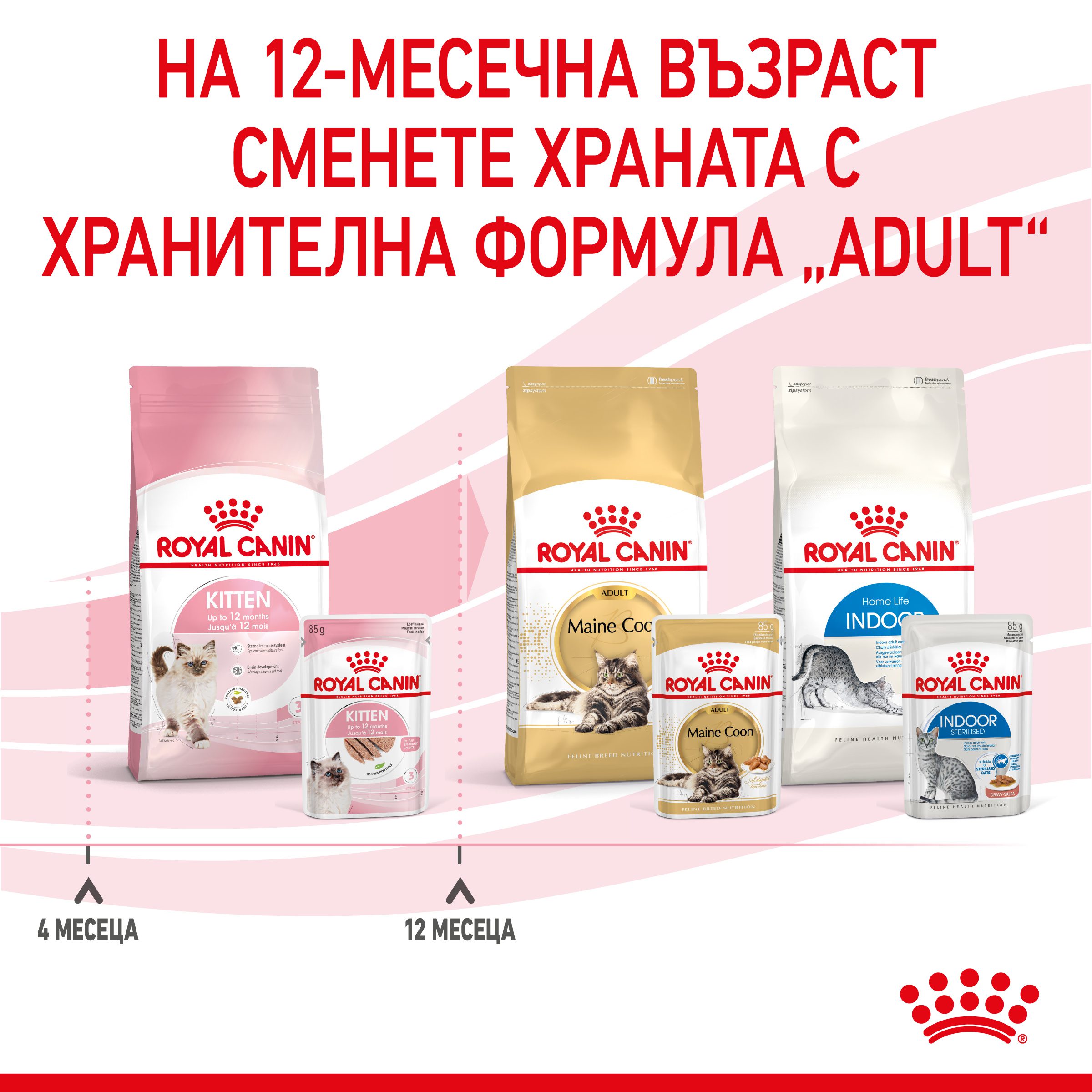 RC-SPT-WET-Kitten-LOAF-CV-8-bg_BG