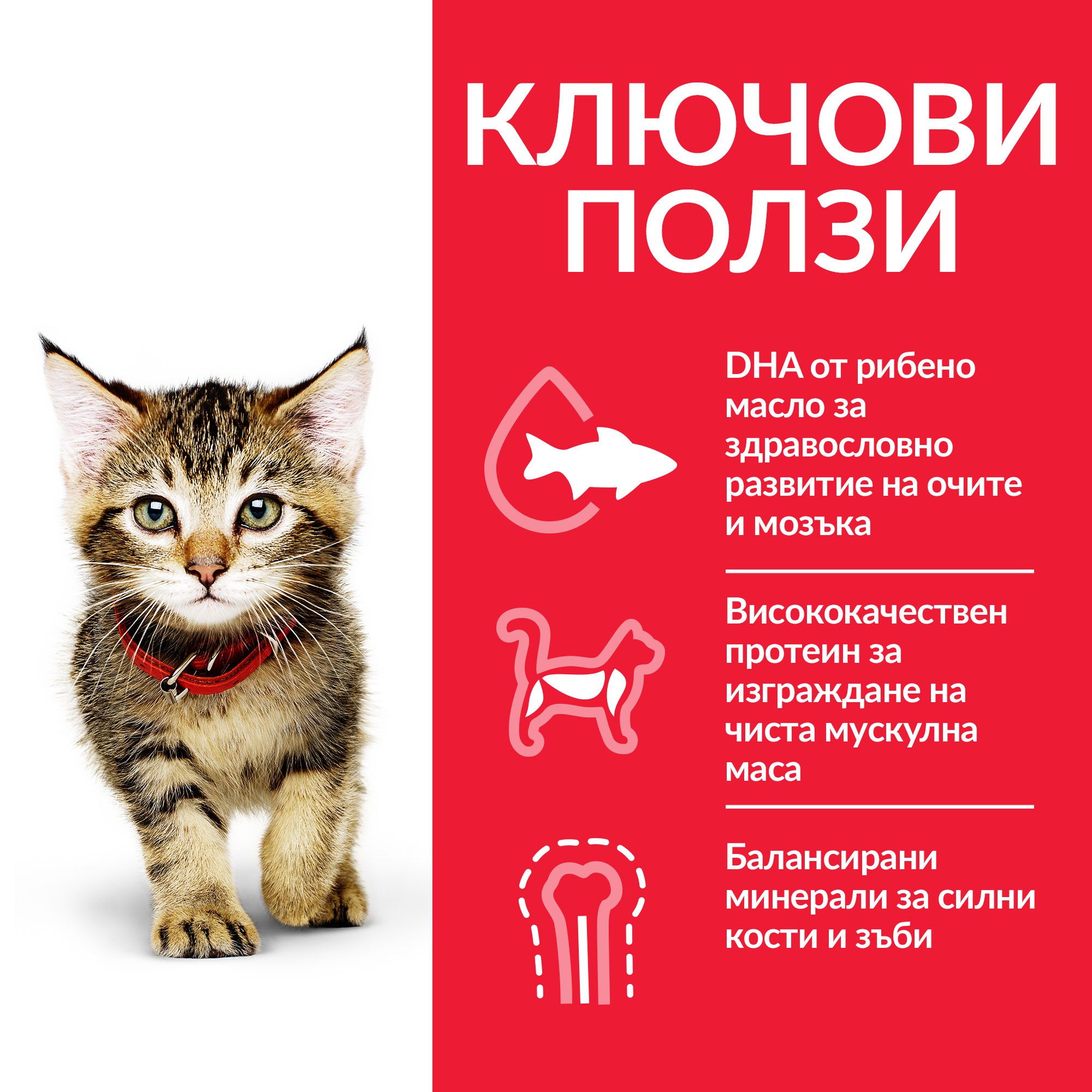 CAT_Kitten_Chicken_Transition-Benefits_BG