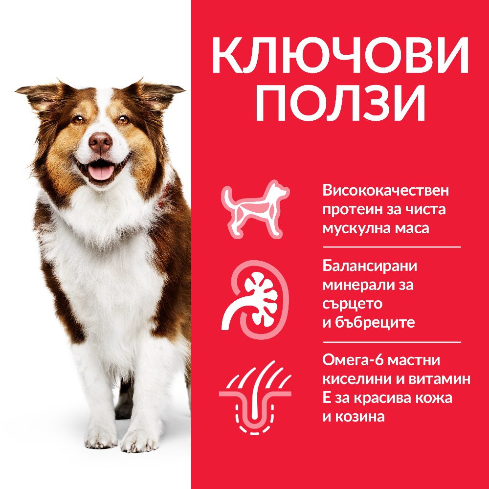 DOG_MA_Medium_Chicken_Transition-Benefits